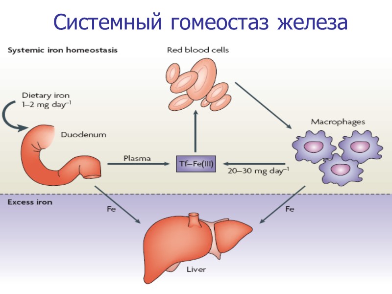 12/13/2017 6 Системный гомеостаз железа